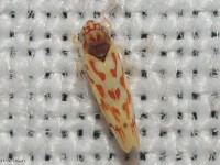 Eratoneura ardens Leafhopper