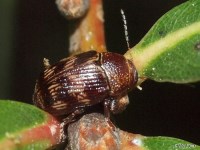 Leaf Beetle