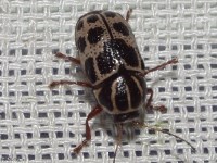 Case-bearing Leaf Beetle