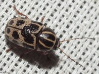 Case-bearing Leaf Beetle