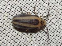 Leaf Beetle