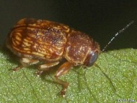 Case-bearing Leaf Beetle