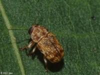 Case-bearing Leaf Beetle