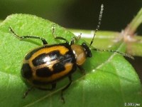 Leaf Beetle