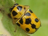 Griburius sp. Leaf Beetle