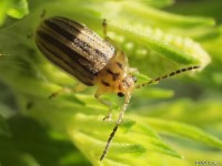 Ophraella Species Leaf Beetle