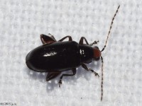 Red-headed Flea Beetle