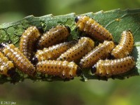 Cottonwood Leaf Beetle