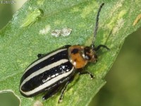 Pigweed Flea Beetle