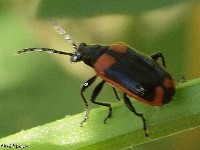 Leaf Beetle