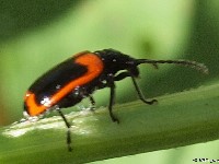 Leaf Beetle