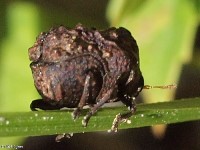 Warty Leaf Beetle