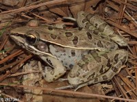 Southern Leopard Frog