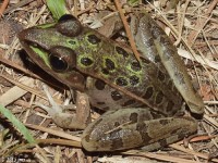 Leopard Frog