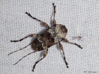 Flat-faced Long-horn Beetle