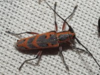 Elm Borer Long-horned Beetle