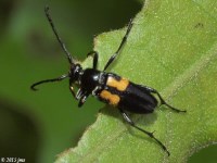 Flower Long-horned Beetle