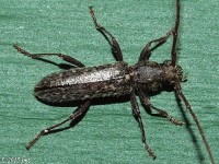 Long-horned Beetle