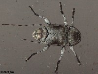 Long-horned Beetle