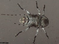 Long-horned Beetle