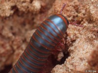 Millipede 