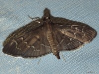 Scraped Pilocrocis Moth