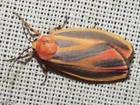 Painted Lichen Moth