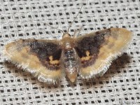 Diminutive Wave Moth