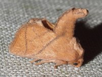 Yellow-collared Slug Moth