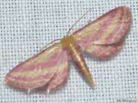 Raspberry Wave Moth