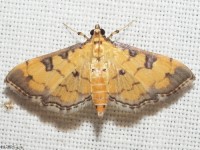 Crambid Snout Moth