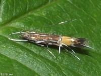 Cosmet Moth