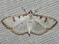 Inkblot Palpita Moth