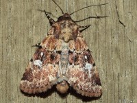 Owlet Moth, Noctuidae