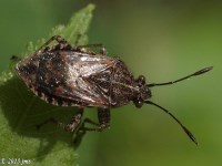 Scentless Plant Bug