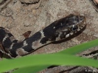 Juvenile Plain or Yellow Bellied Watersnake