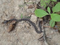 Juvenile Plain or Yellow Bellied Watersnake, Frog for lunch