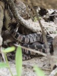 Juvenile Plain or Yellow Bellied Watersnake