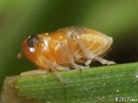 Delphacid Planthopper