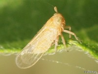 Delphacid Planthopper