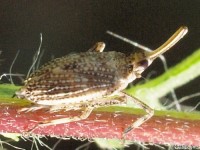 Dictyopharid Planthopper