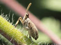 Dictyopharid Planthopper