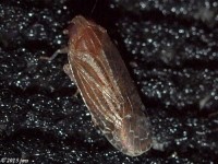 Achilid Planthopper