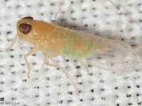 Cixiid Planthopper