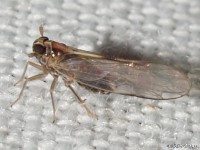 Delphacid Planthopper