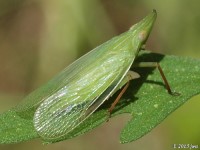 Planthopper