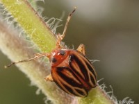 Dictyopharid Planthopper