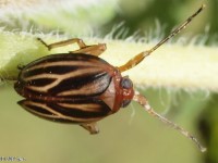 Dictyopharid Planthopper