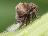 Planthopper Nymph