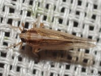 Delphacid Planthopper